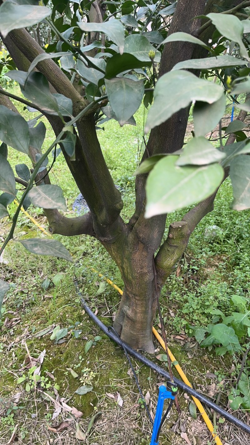 出售各类果树桩头如：耙耙柑树，蜜橘树等～风景树