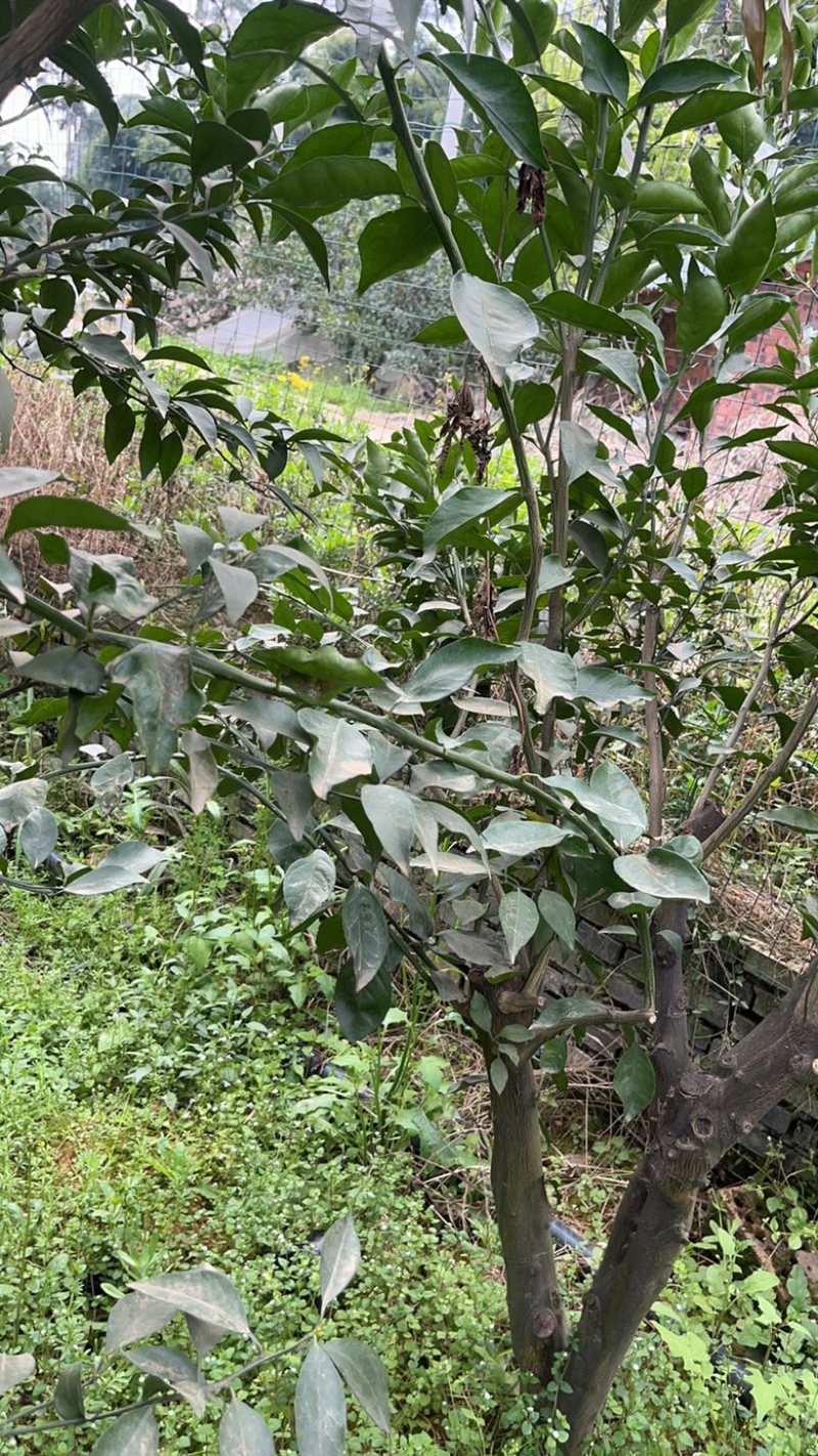 出售各类果树桩头如：耙耙柑树，蜜橘树等～风景树
