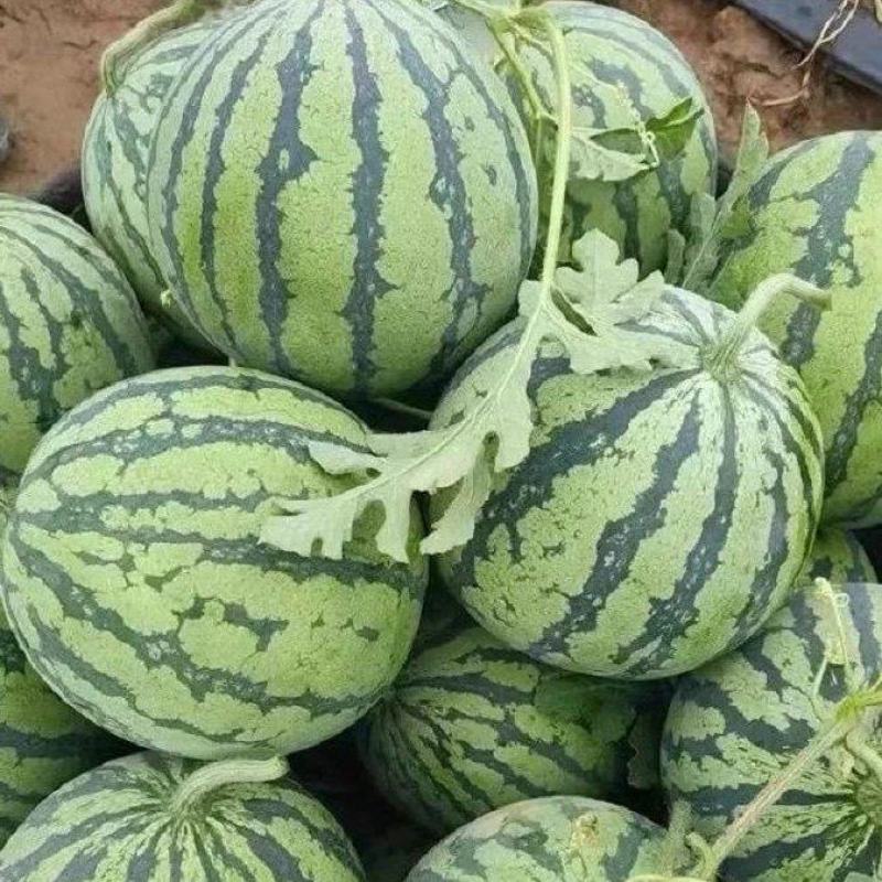 无籽美都西瓜甘肃产地直供大量上市品质好价格低