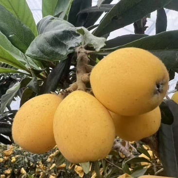 枇杷