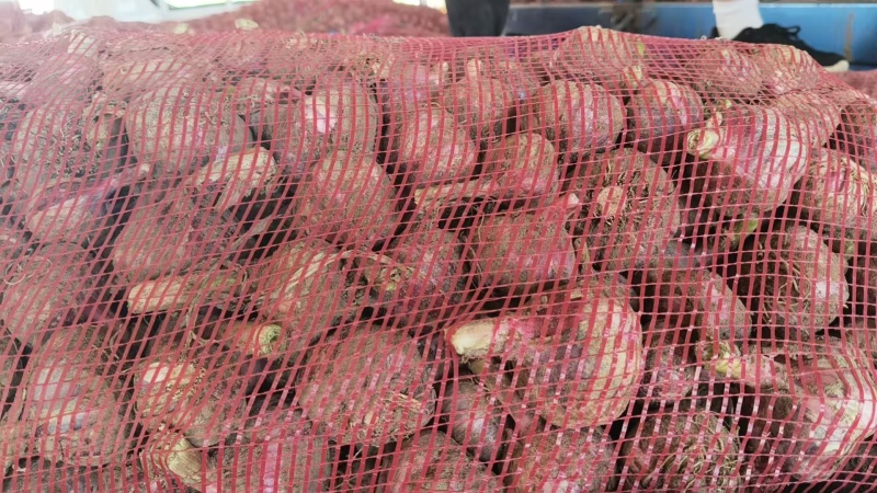 精品大蒜紫皮蒜一手货源对接电商市场商超量大价优，
