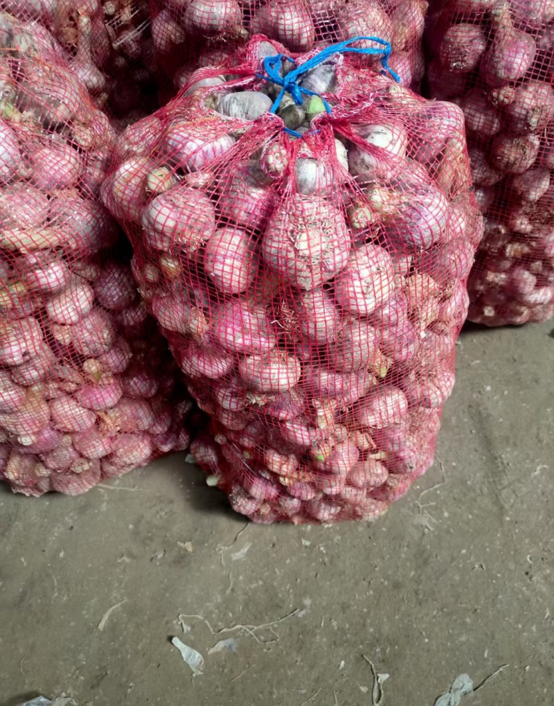 精品大蒜紫皮蒜一手货源对接电商市场商超量大价优，
