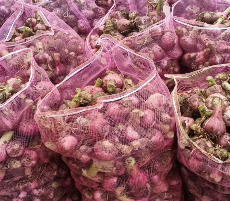 精品大蒜紫皮蒜一手货源对接电商市场商超量大价优，