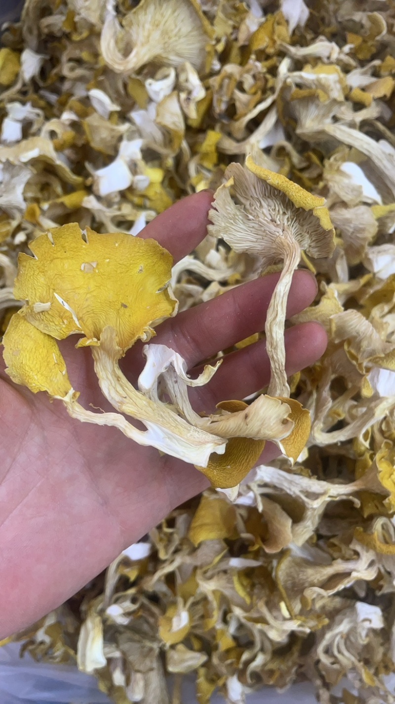 云南鸡油菌大货批发