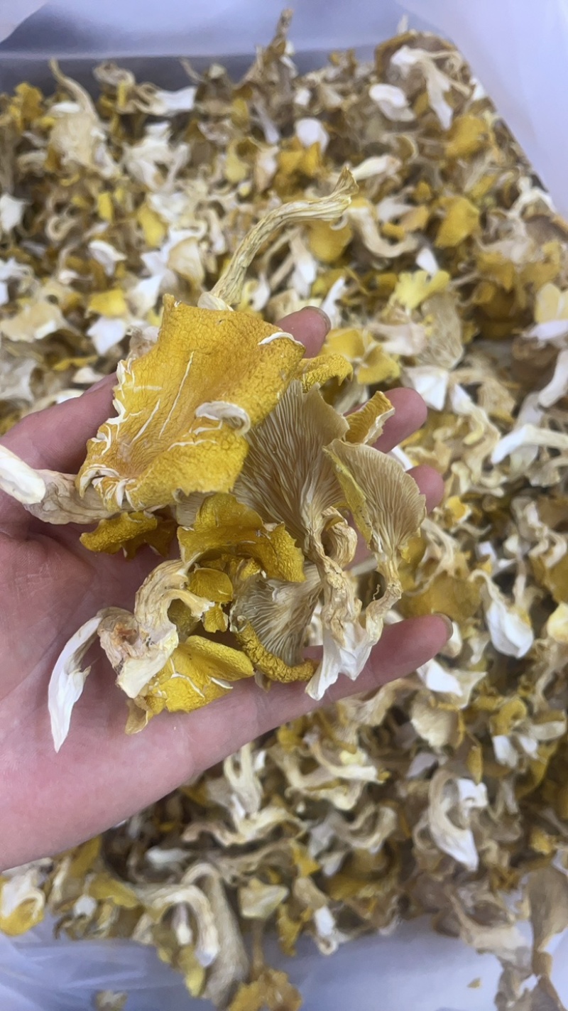 云南鸡油菌大货批发