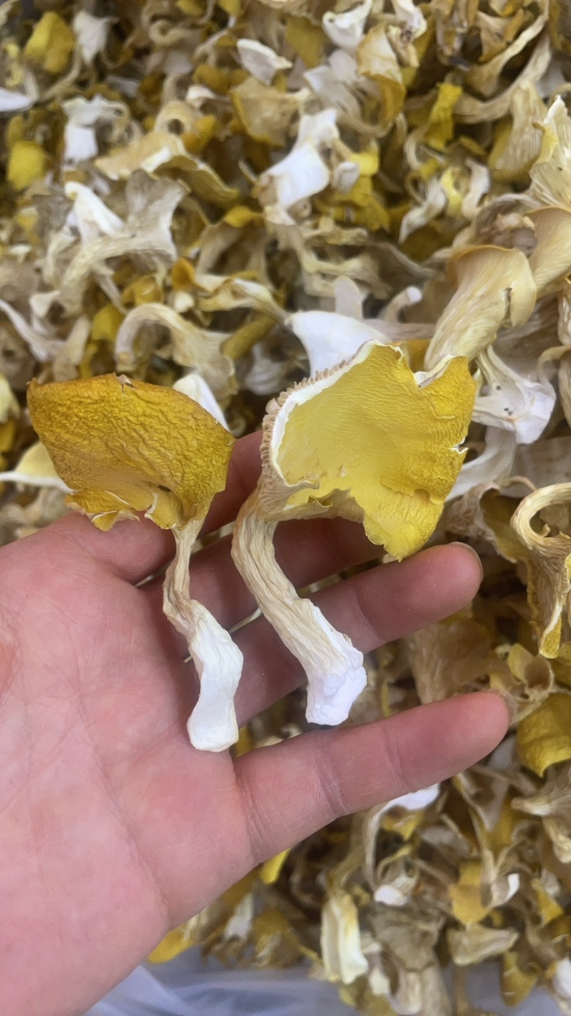 云南鸡油菌大货批发
