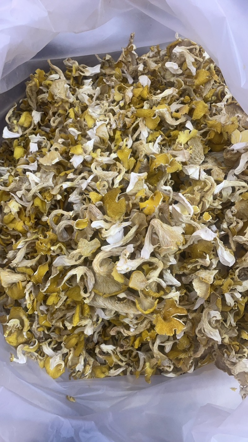 云南鸡油菌大货批发