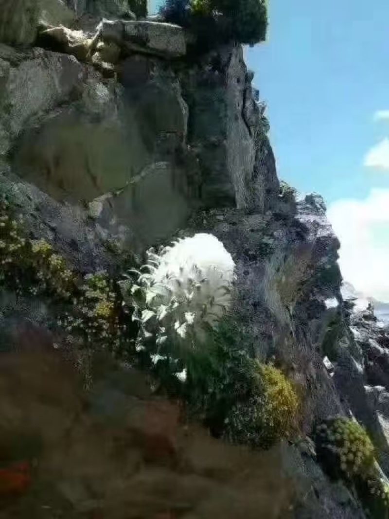 雪莲花