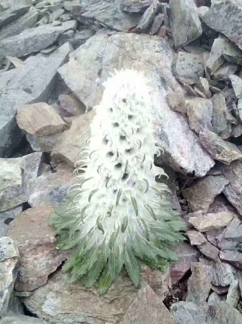 雪莲花