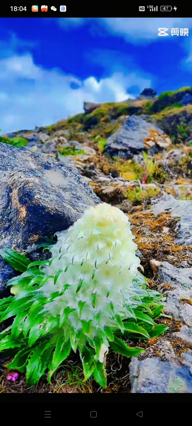 雪莲花