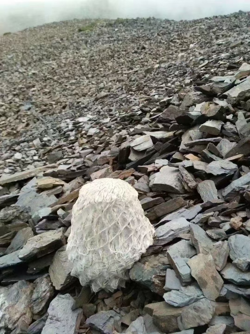 雪莲花