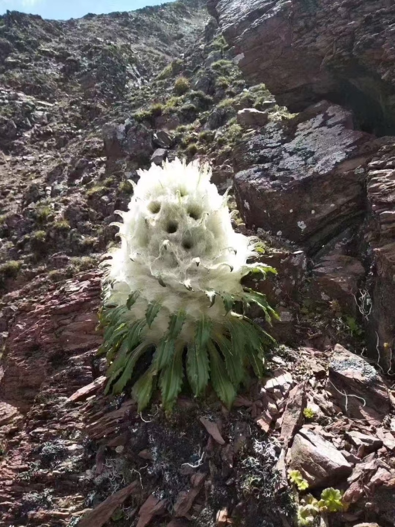 雪莲花