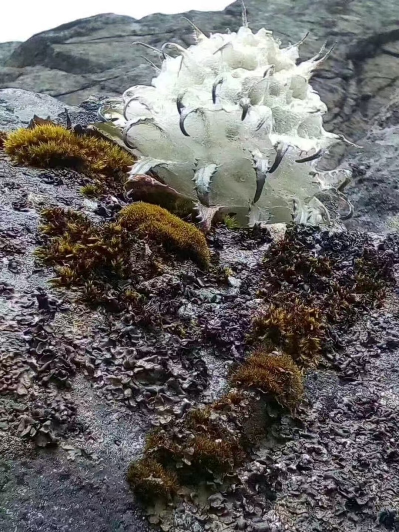 雪莲花