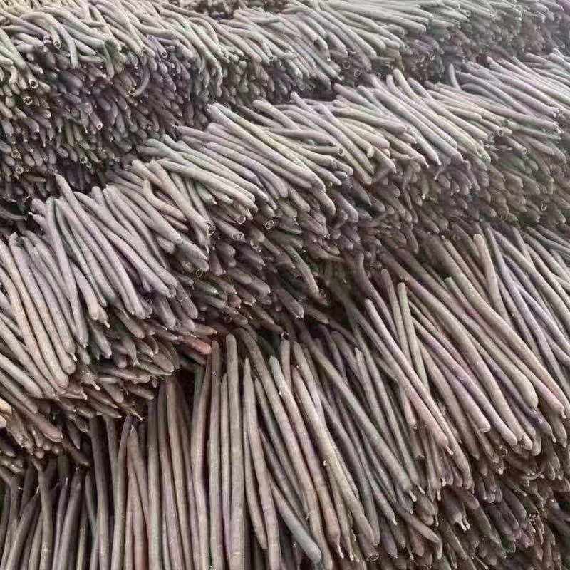 新果便秘果天然腊肠果大解果切断新采摘藤条泡水专用通用排便