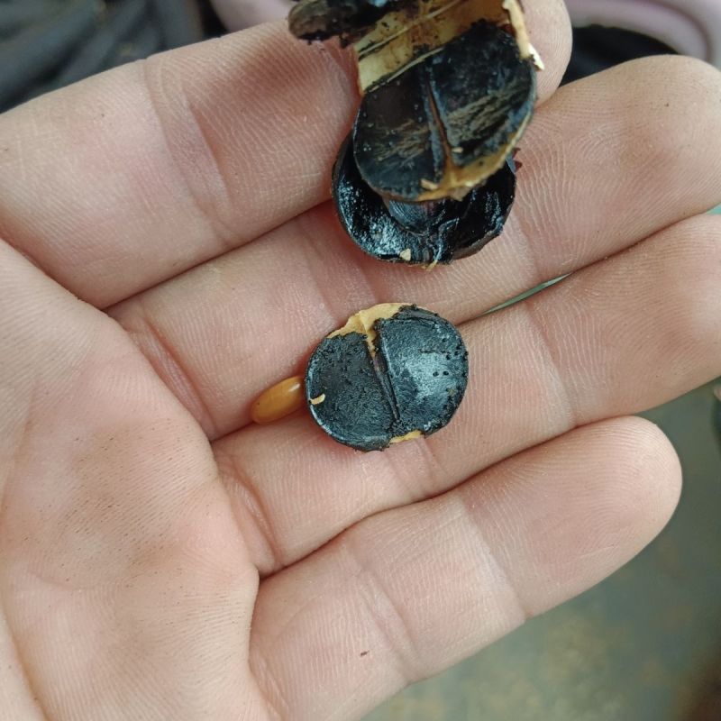 新果便秘果天然腊肠果大解果切断新采摘藤条泡水专用通用排便