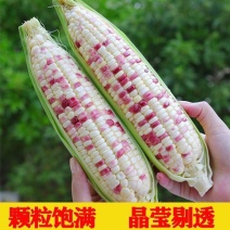 徐闻精品糯玉米，颗粒饱满，产地批发，对接各大商超