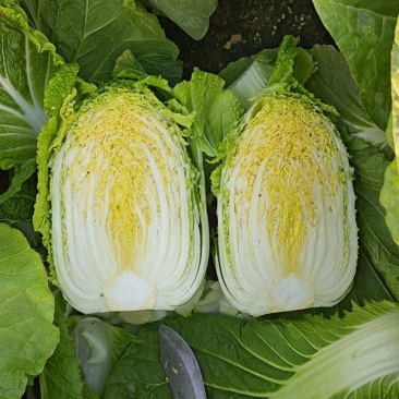 平度市黄心白菜大量上市，质量三包，欢迎选购
