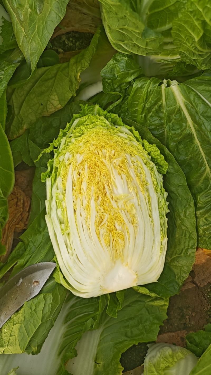 平度市黄心白菜大量上市，质量三包，欢迎选购