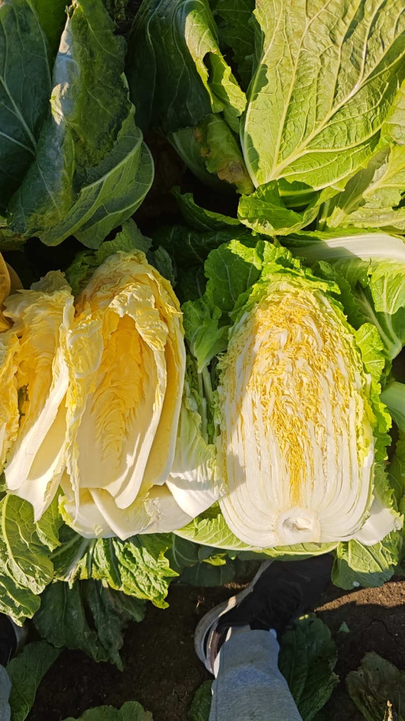 平度市黄心白菜大量上市，质量三包，欢迎选购