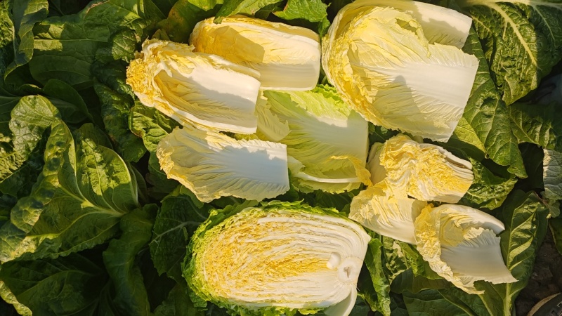 平度市黄心白菜大量上市，质量三包，欢迎选购