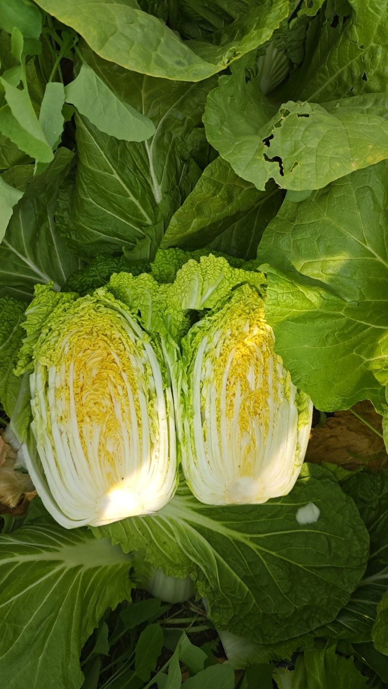 平度市黄心白菜大量上市，质量三包，欢迎选购