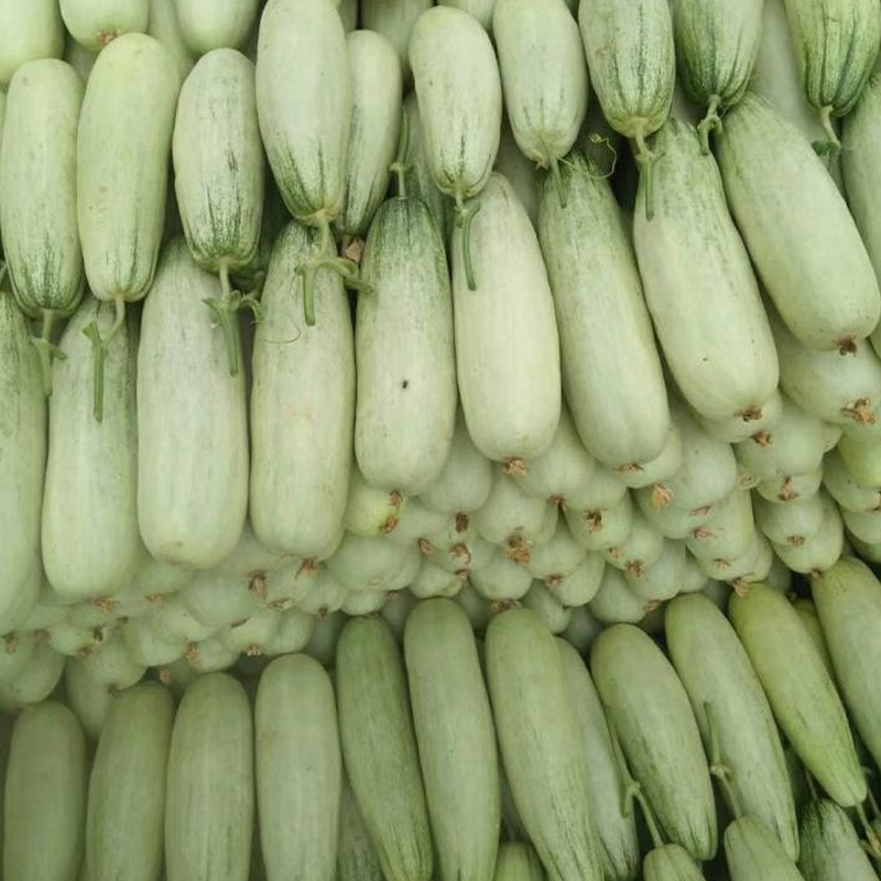 优选玉菇甜瓜，产地一手货源，对接社区团购，一件代发