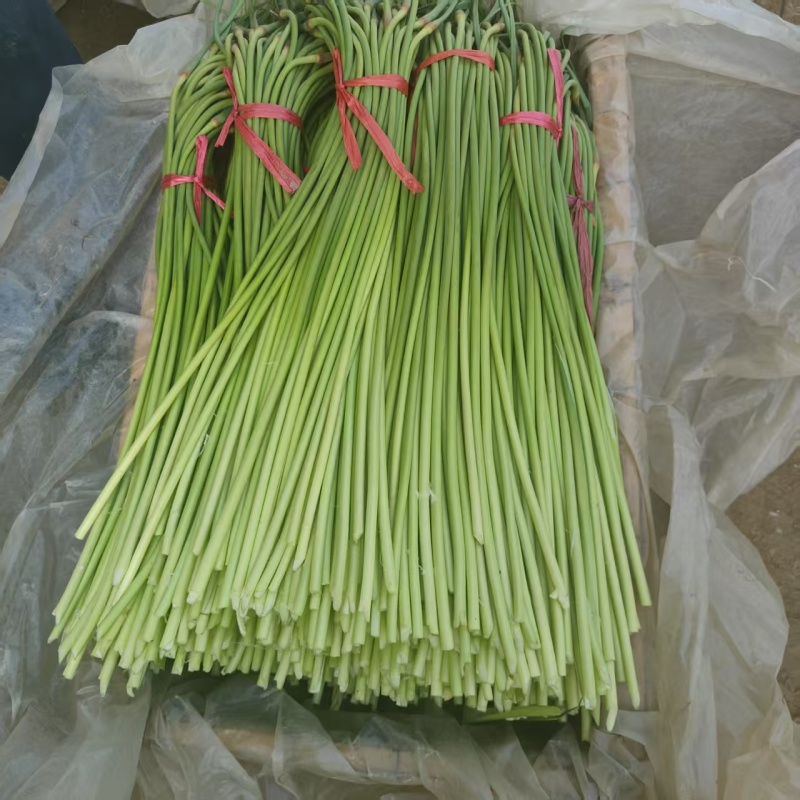 红帽蒜苔继续接单价格美丽承接社区团购市场档口超市电商平台