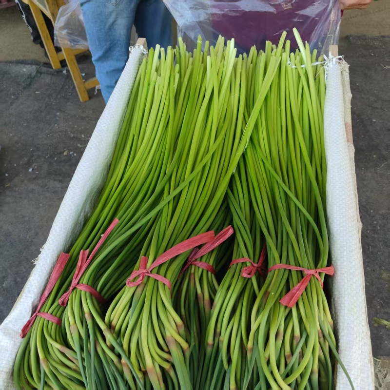 红帽蒜苔继续接单价格美丽承接社区团购市场档口超市电商平台