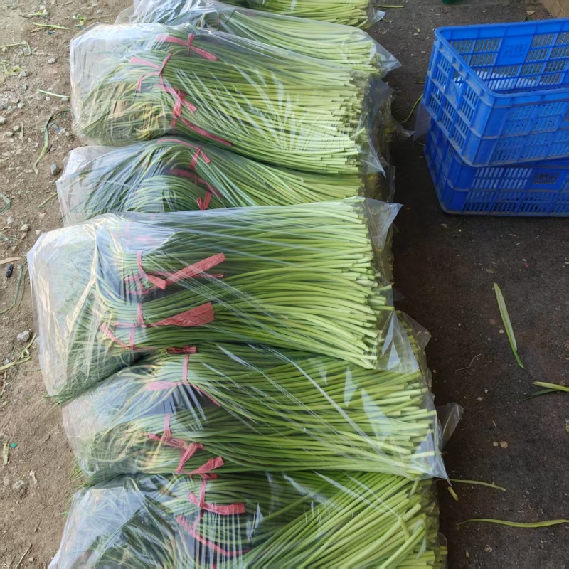 红帽蒜苔继续接单价格美丽承接社区团购市场档口超市电商平台