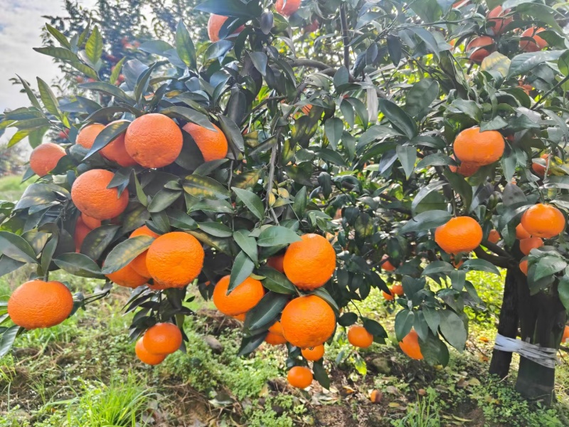 夏橙四川夏橙眉山大果园乐山夏橙口感好个头大