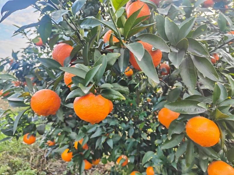 夏橙四川夏橙眉山大果园乐山夏橙口感好个头大