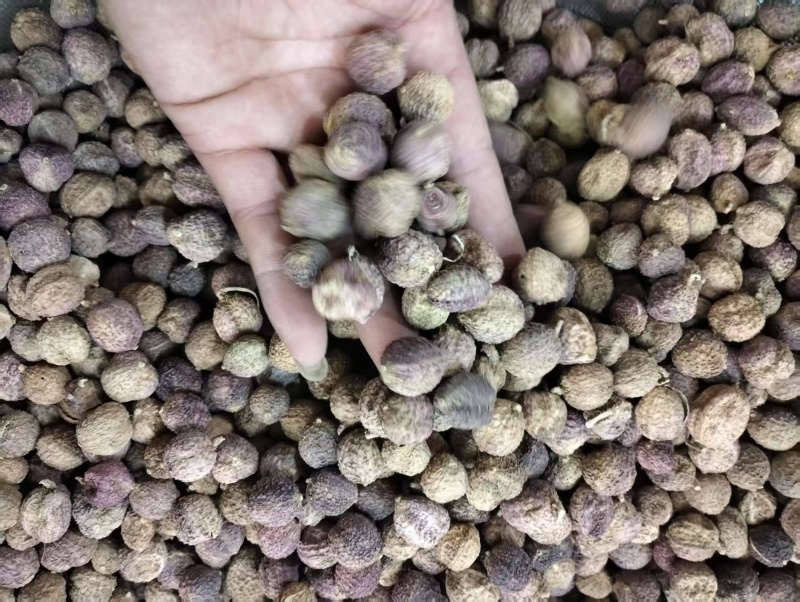 阳春砂仁春砂仁春沙仁特产中药材煲汤泡茶正宗