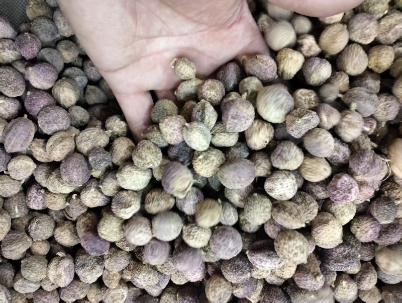 阳春砂仁春砂仁春沙仁特产中药材煲汤泡茶正宗