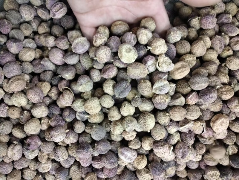 阳春砂仁春砂仁春沙仁特产中药材煲汤泡茶正宗