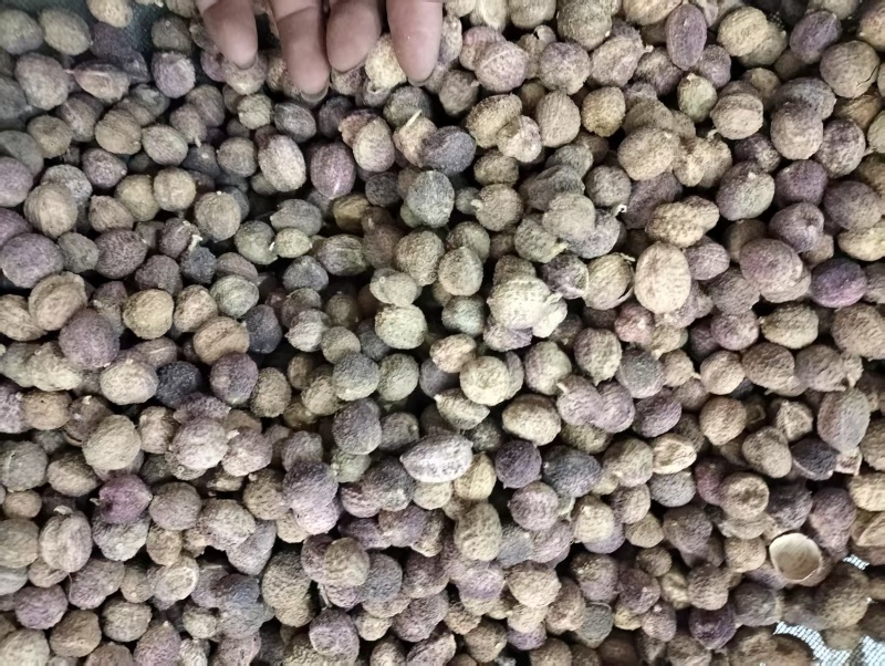 阳春砂仁春砂仁春沙仁特产中药材煲汤泡茶正宗