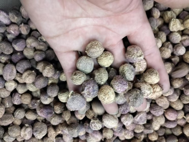阳春砂仁春砂仁春沙仁特产中药材煲汤泡茶正宗