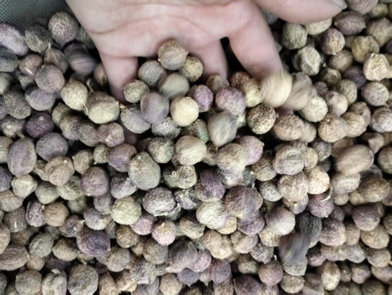 阳春砂仁春砂仁春沙仁特产中药材煲汤泡茶正宗
