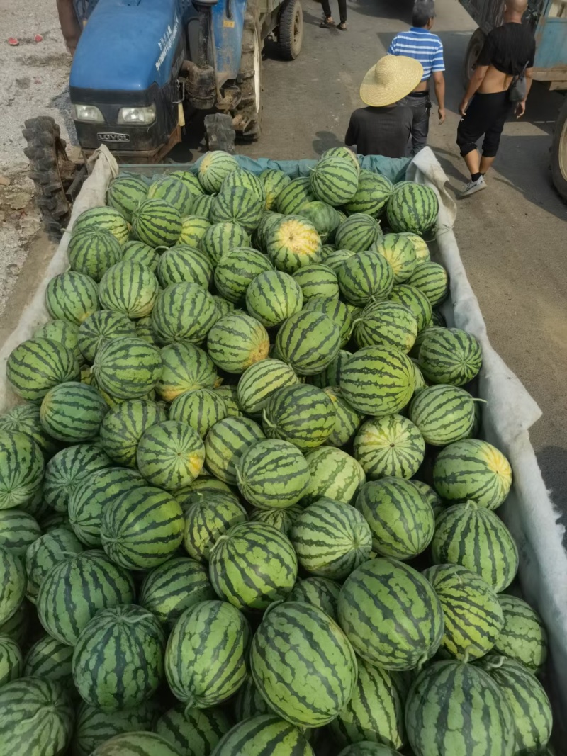 东台盐城大丰台农无籽美都西瓜