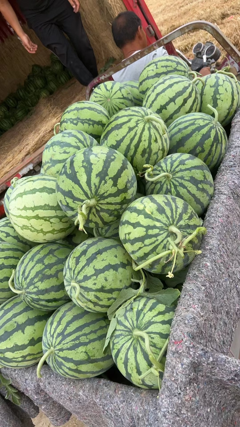 东台盐城大丰台农无籽美都西瓜