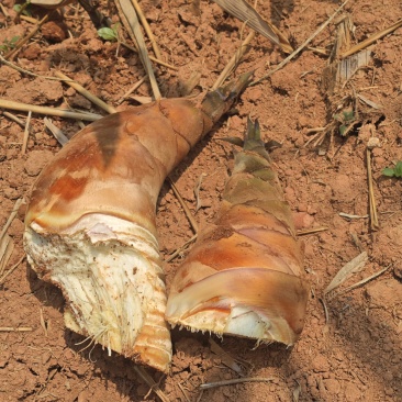云南普洱新鲜甜龙竹笋千亩基地直发鲜甜可口量大