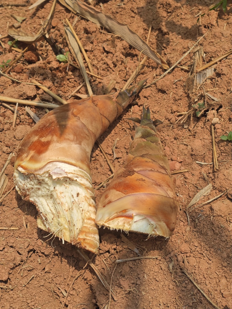 云南普洱新鲜甜龙竹笋千亩基地直发鲜甜可口量大