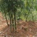 云南普洱新鲜甜龙竹笋千亩基地直发鲜甜可口量大