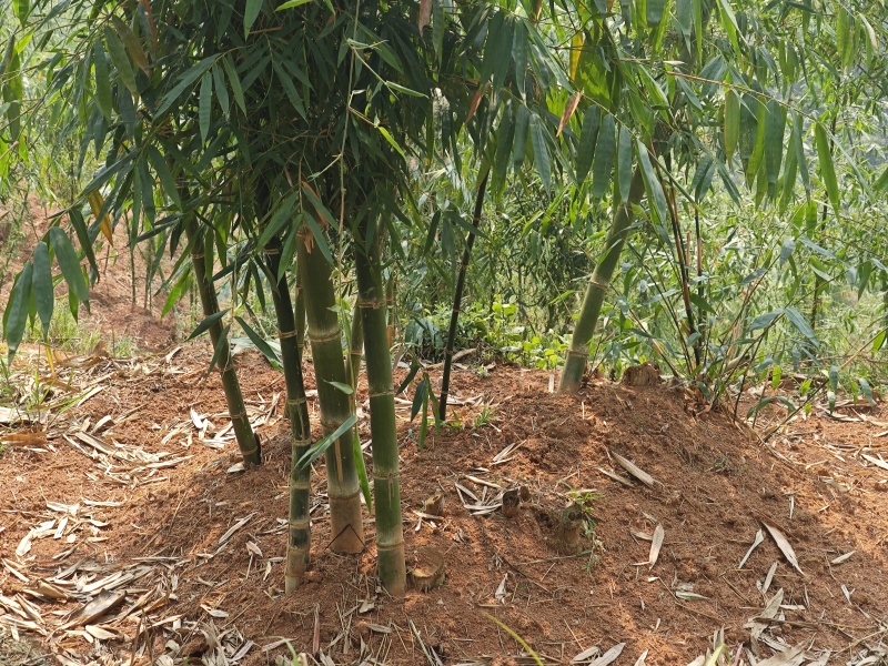 云南普洱新鲜甜龙竹笋千亩基地直发鲜甜可口量大