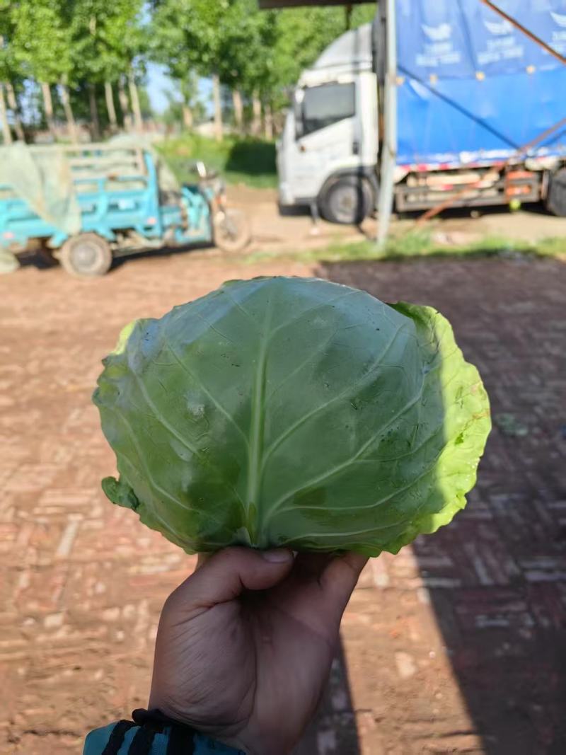 【品质保障】山东甘蓝基地直供量大优惠对批发电商商超