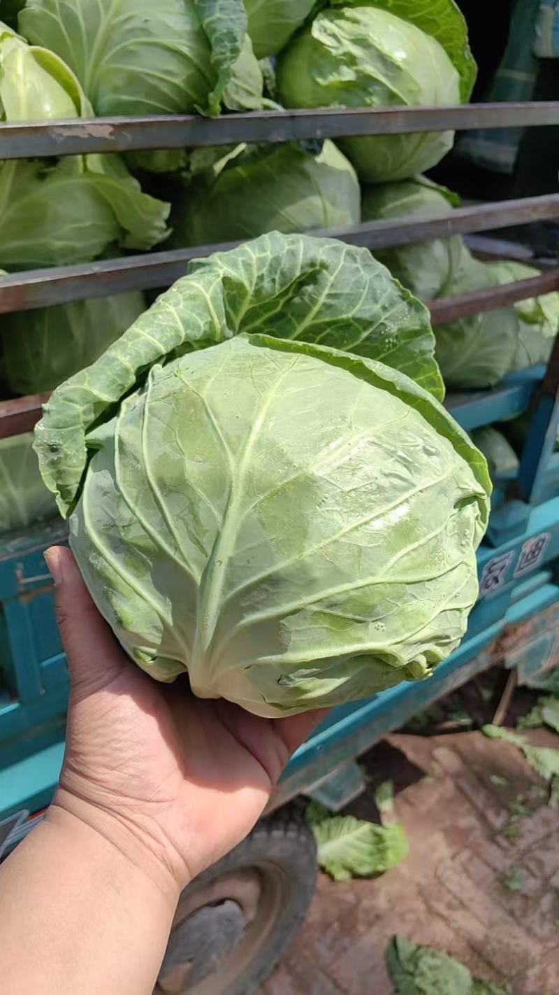 【品质保障】山东甘蓝基地直供量大优惠对批发电商商超