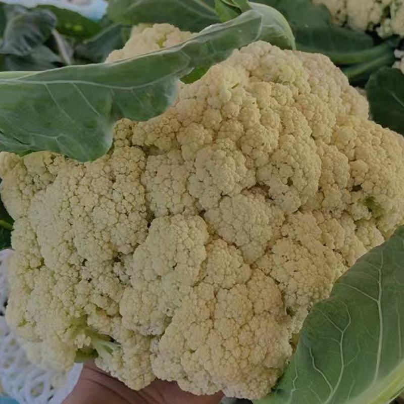 山东花菜量大优惠品质保障对接全国欢迎来电
