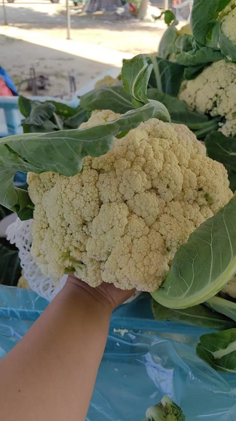 山东花菜量大优惠品质保障对接全国欢迎来电