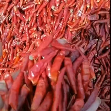 新一代红干辣椒沈阳基地直发质量保证规格齐全欢迎订购