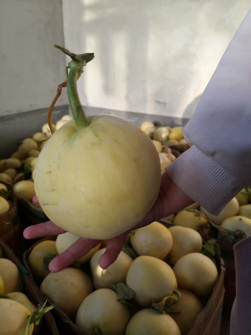 山东星甜20甜瓜，香甜可口，货源充足，量大从优，欢迎电话联系