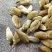 辛夷花泡水正品精选新货去梗手选大花毛桃香料木笔花泡茶泡水